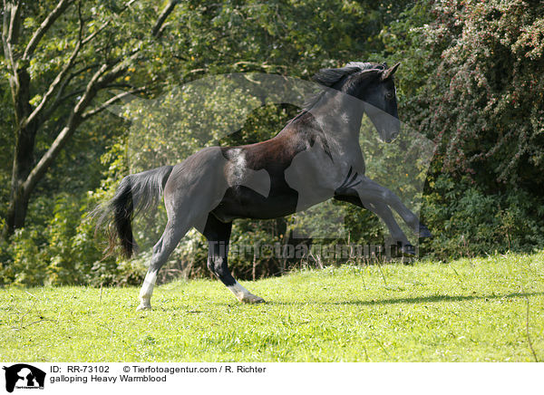 galloping Heavy Warmblood / RR-73102