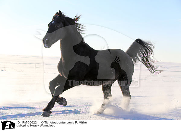 galloping Heavy Warmblood / PM-06622