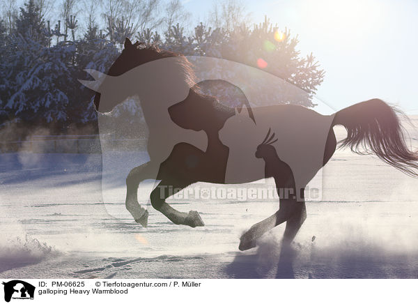 galloping Heavy Warmblood / PM-06625