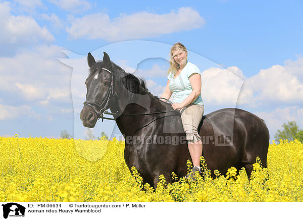 woman rides Heavy Warmblood / PM-06634