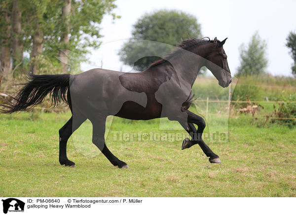 galloping Heavy Warmblood / PM-06640