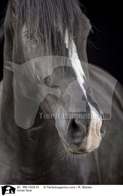 horse face / RR-100510