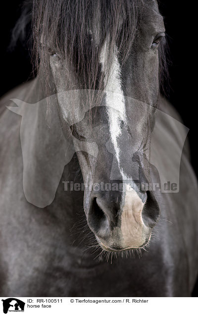 horse face / RR-100511