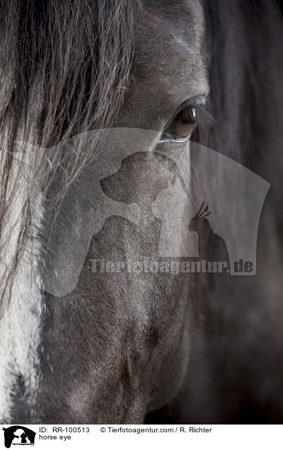 horse eye / RR-100513