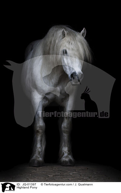 Highland Pony / JQ-01397