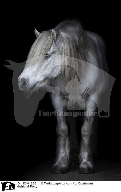 Highland Pony / JQ-01399
