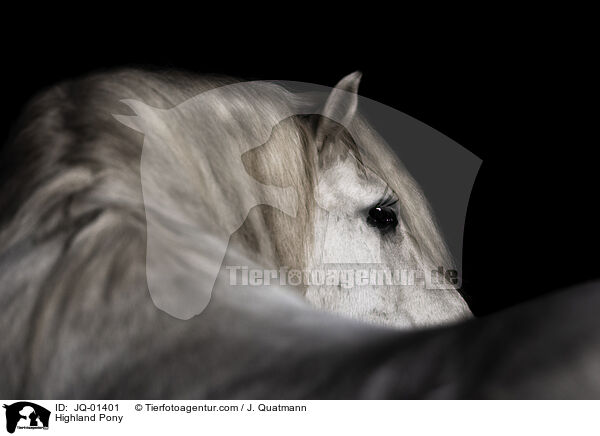 Highland Pony / JQ-01401