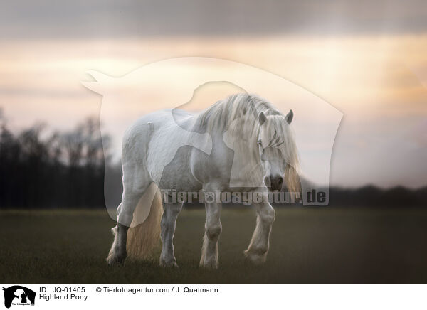 Highland Pony / JQ-01405
