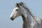 Hispano Arab Horse Portrait