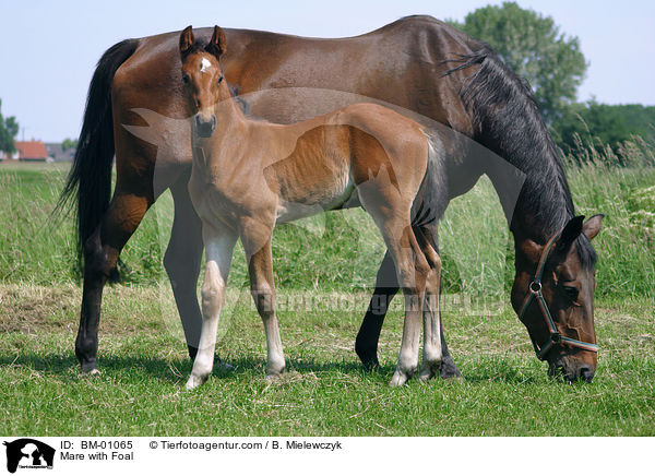 Mare with Foal / BM-01065