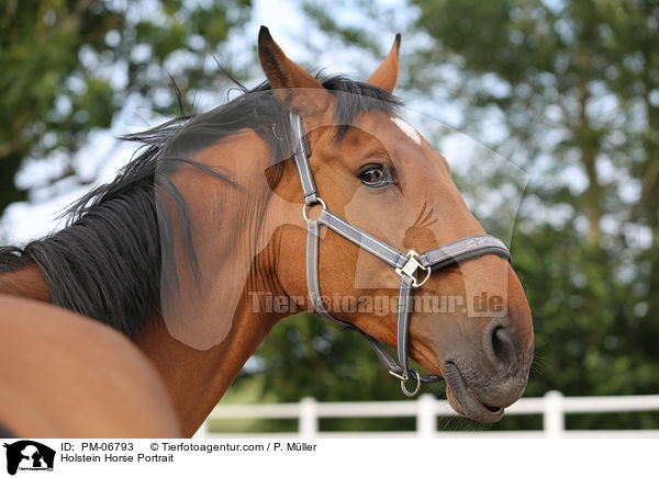 Holstein Horse Portrait / PM-06793