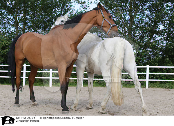 2 Holstein Horses / PM-06795