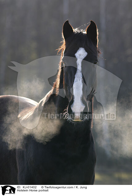 Holstein Horse portrait / KJ-01402