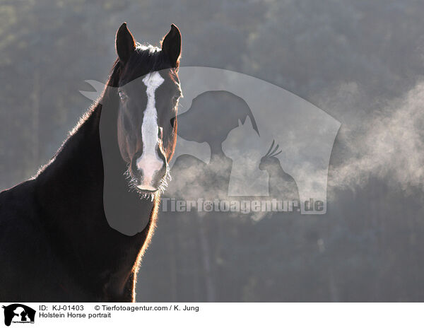 Holstein Horse portrait / KJ-01403