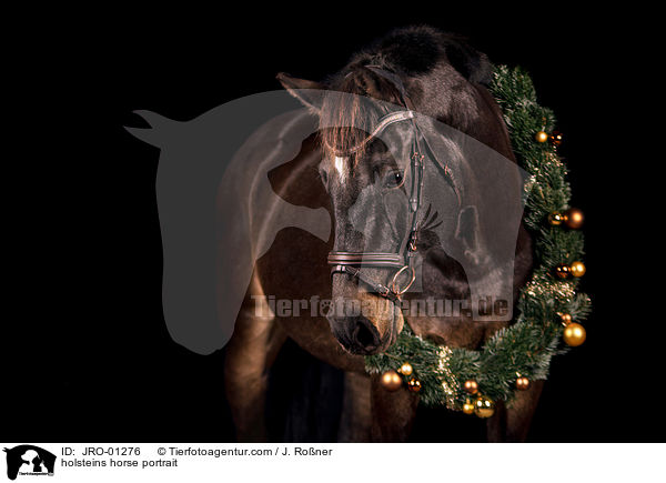 holsteins horse portrait / JRO-01276