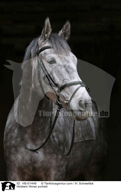 Holstein Horse portrait / HS-01446