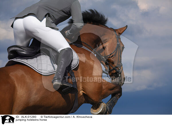 jumping holsteins horse / ALK-01280