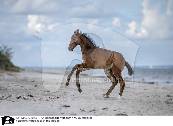 holsteins horse foal at the beach / MAB-01912