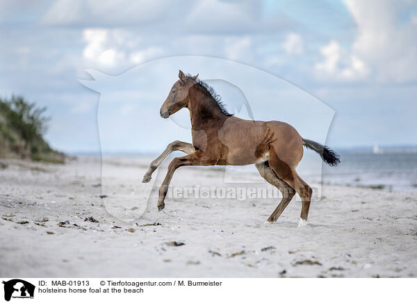 holsteins horse foal at the beach / MAB-01913