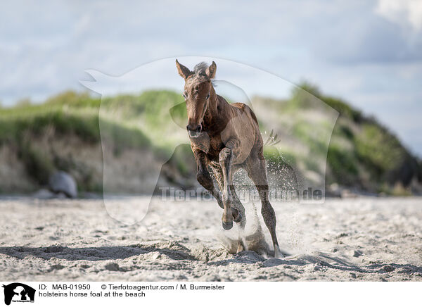 holsteins horse foal at the beach / MAB-01950