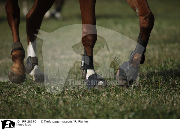 horse legs / RR-28370