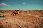Horse in the desert