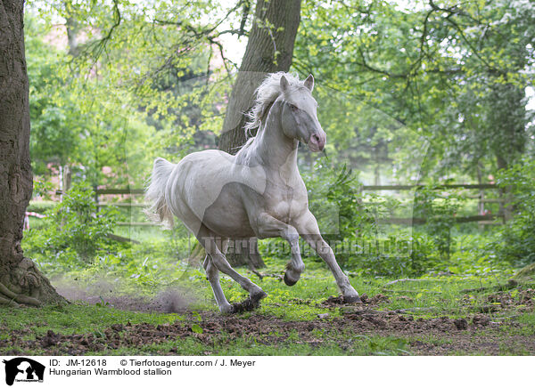 Hungarian Warmblood stallion / JM-12618