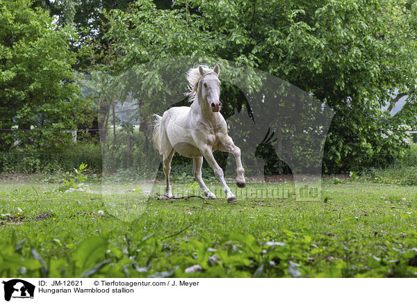 Hungarian Warmblood stallion / JM-12621