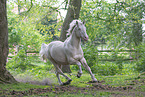 Hungarian Warmblood stallion