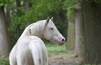 Hungarian Warmblood stallion