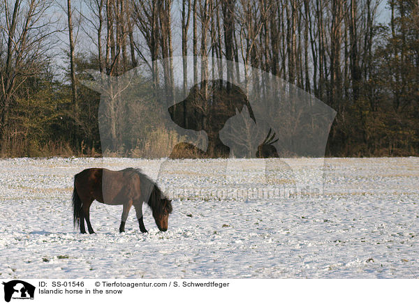 Islandic horse in the snow / SS-01546