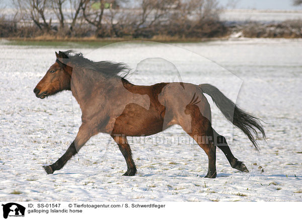 galloping Islandic horse / SS-01547