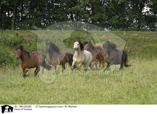 herd of horses / RR-05395