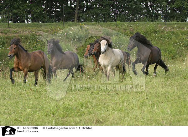 herd of horses / RR-05396