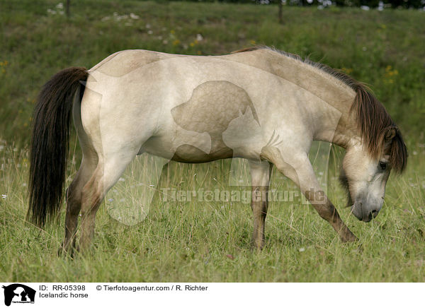 Icelandic horse / RR-05398