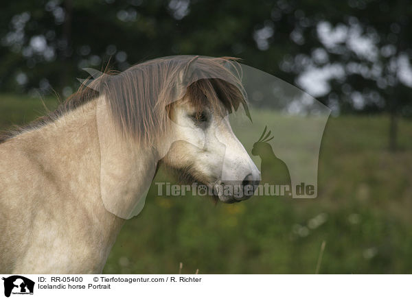 Icelandic horse Portrait / RR-05400