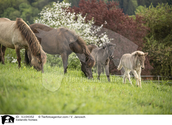Icelandic horses / VJ-04352