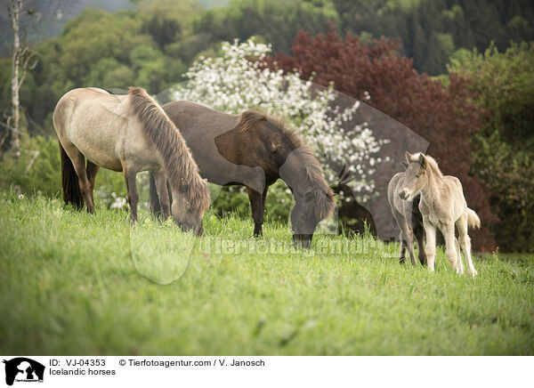 Icelandic horses / VJ-04353