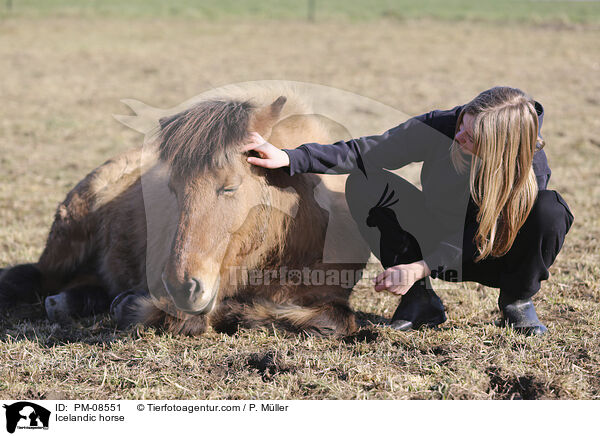 Icelandic horse / PM-08551