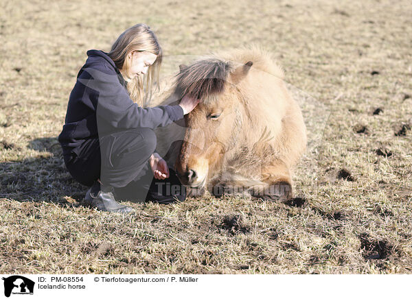 Icelandic horse / PM-08554
