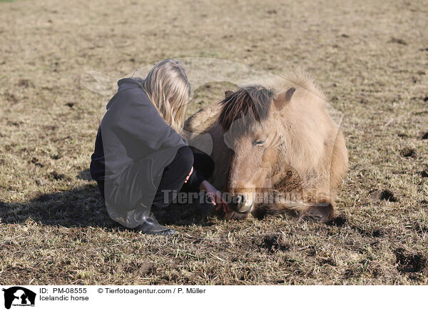 Icelandic horse / PM-08555