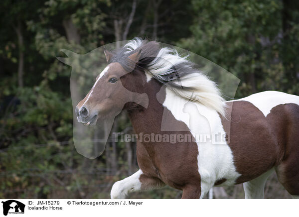 Icelandic Horse / JM-15279