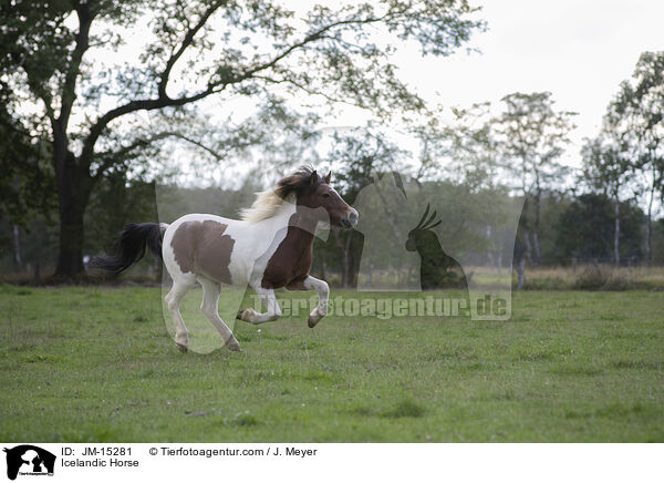 Icelandic Horse / JM-15281