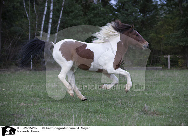Icelandic Horse / JM-15282