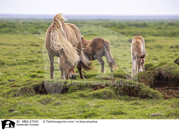 Icelandic horses / MBS-27000
