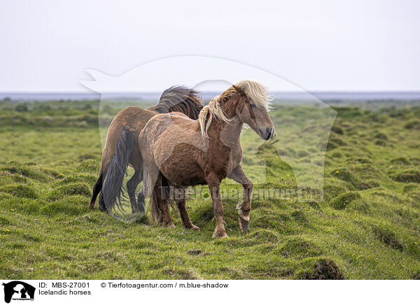 Icelandic horses / MBS-27001