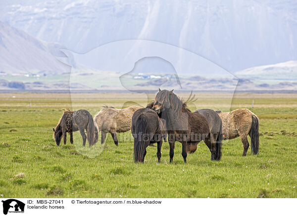 Icelandic horses / MBS-27041