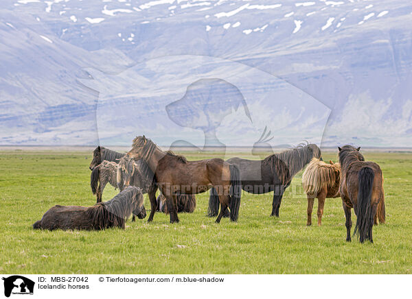 Icelandic horses / MBS-27042