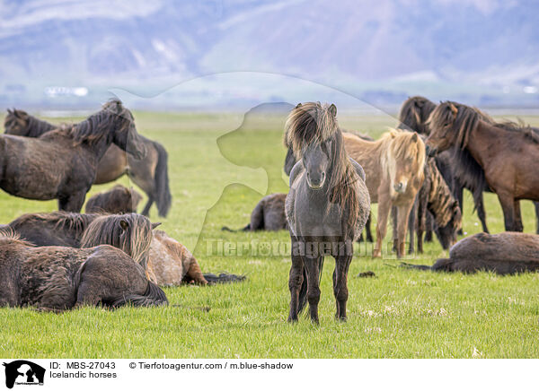 Icelandic horses / MBS-27043