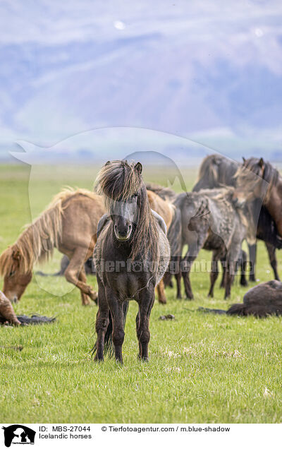 Icelandic horses / MBS-27044